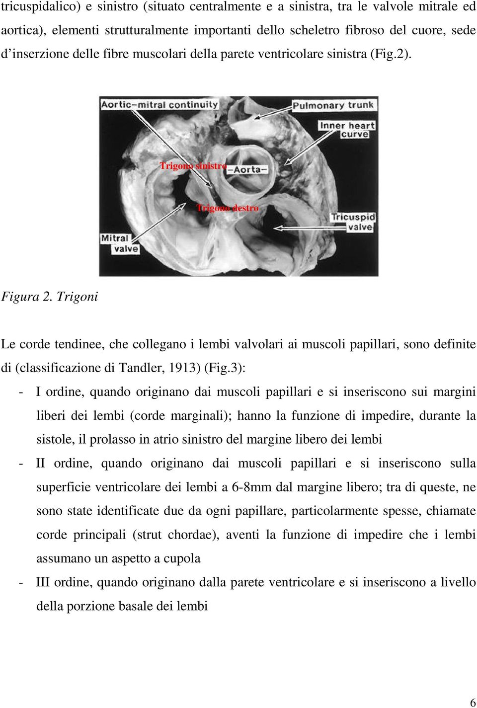 Trigoni Le corde tendinee, che collegano i lembi valvolari ai muscoli papillari, sono definite di (classificazione di Tandler, 1913) (Fig.