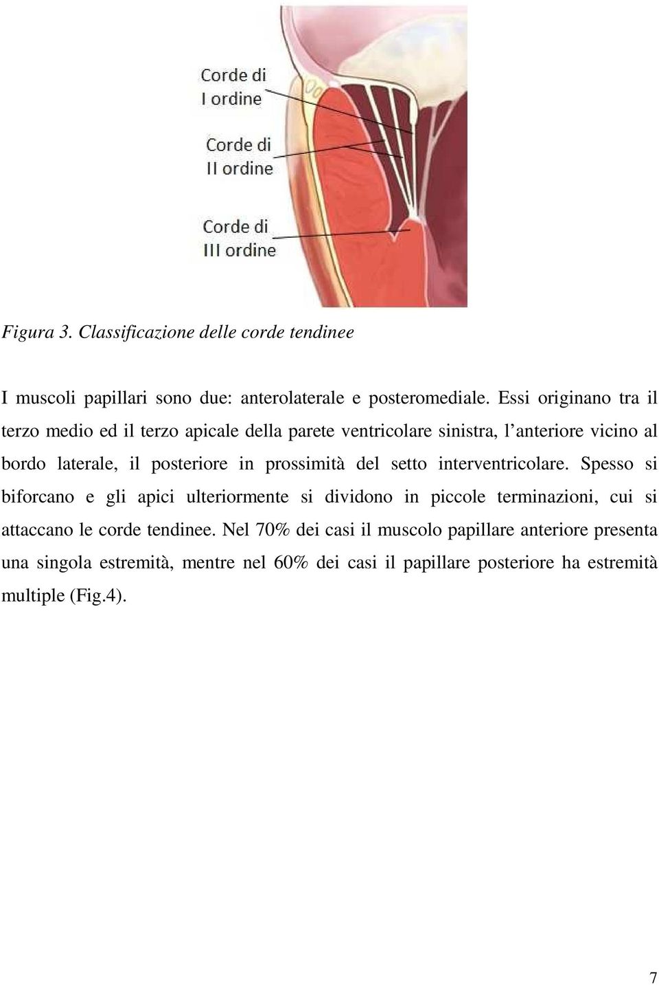 in prossimità del setto interventricolare.