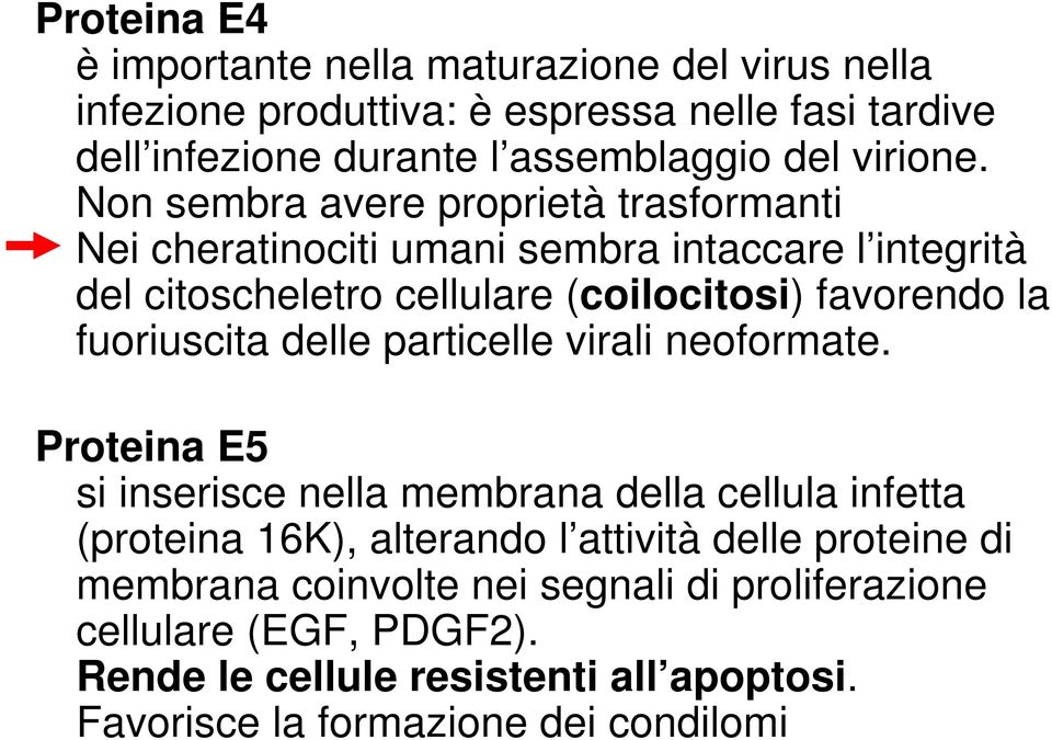 Non sembra avere proprietà trasformanti Nei cheratinociti umani sembra intaccare l integrità del citoscheletro cellulare (coilocitosi) favorendo la