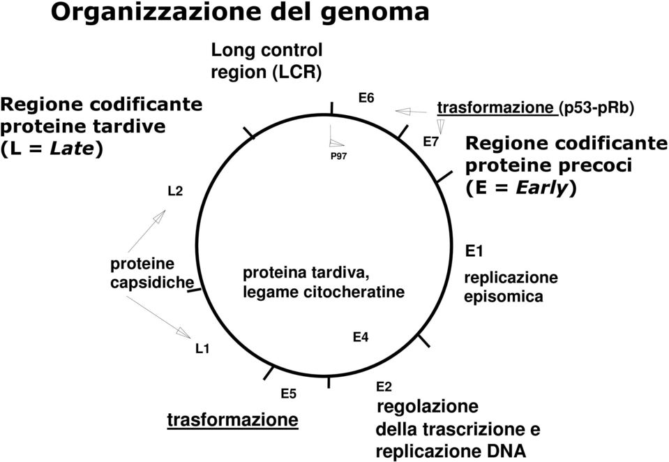 precoci (E = Early) proteine capsidiche proteina tardiva, legame citocheratine E1