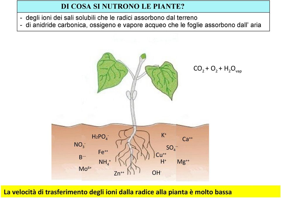 carbonica, ossigeno e vapore acqueo che le foglie assorbono dall aria CO2 + O2 +