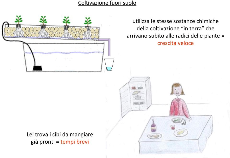 arrivano subito alle radici delle piante = crescita