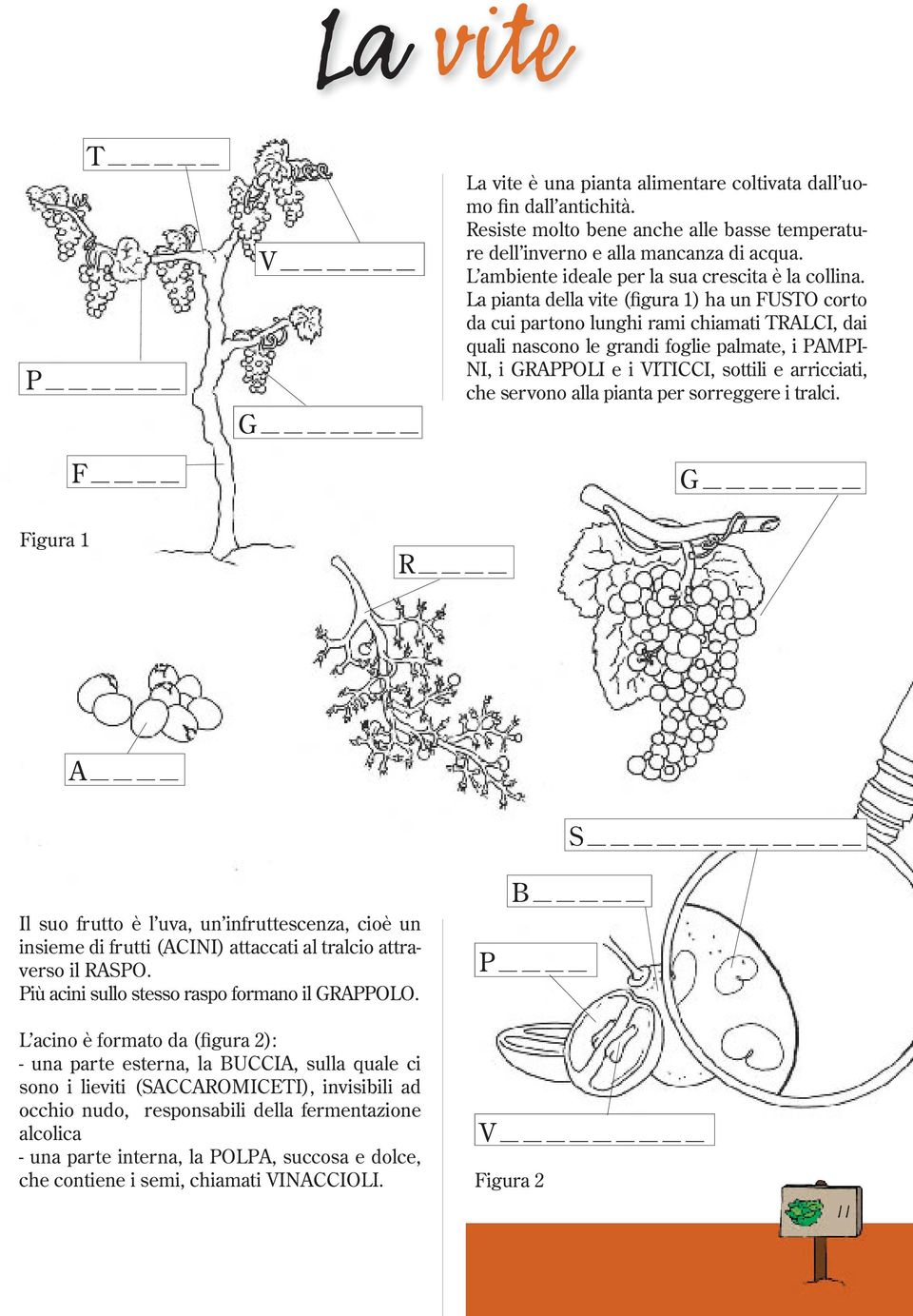 La pianta della vite (figura 1) ha un FUSTO corto da cui partono lunghi rami chiamati TRALCI, dai quali nascono le grandi foglie palmate, i PAMPI- NI, i GRAPPOLI e i VITICCI, sottili e arricciati,