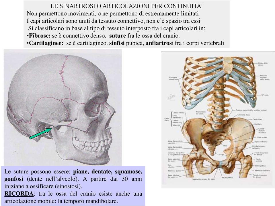 suture fra le ossa del cranio. Cartilaginee: se è cartilagineo.