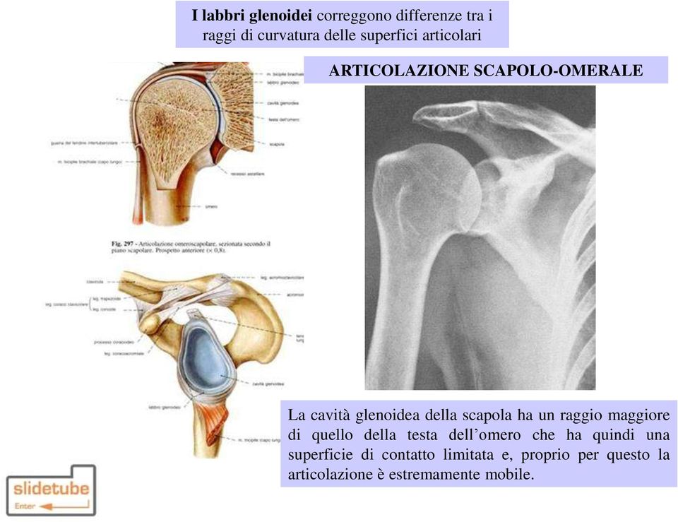 scapola ha un raggio maggiore di quello della testa dell omero che ha quindi una