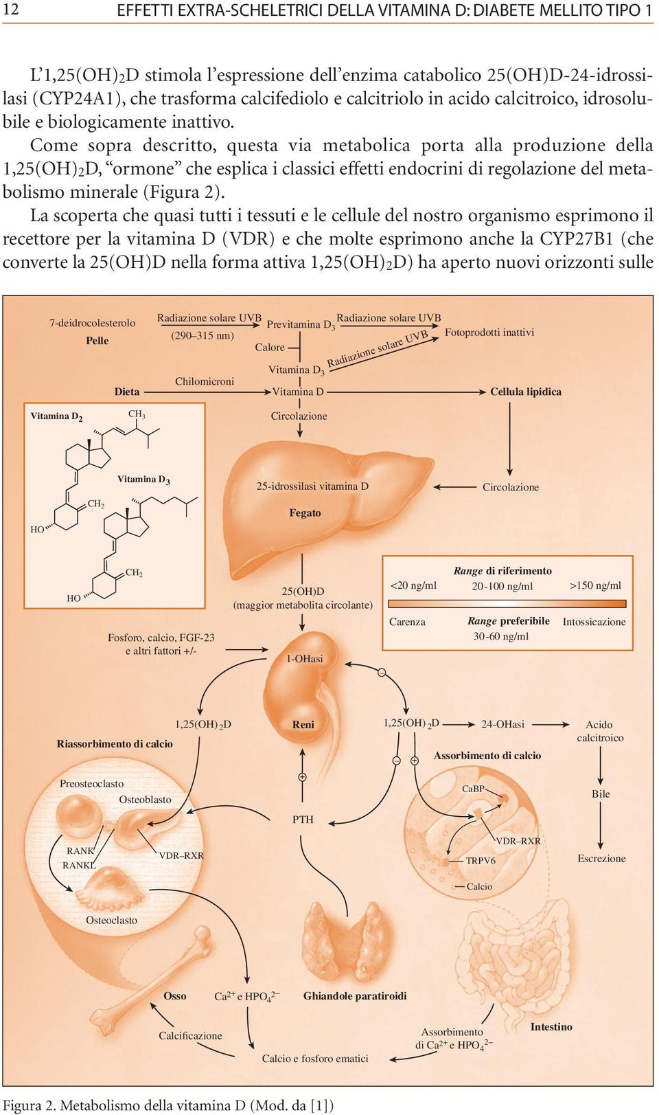 Come sopra descritto, questa via metabolica porta alla produzione della, ormone che esplica i classici effetti endocrini di regolazione del metabolismo minerale (Figura 2).