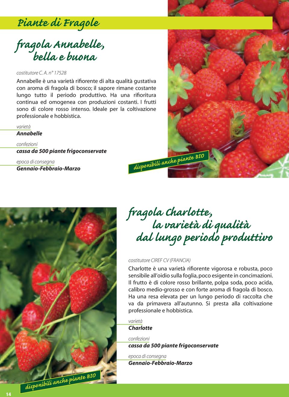 Annabelle disponibili anche piante BIO fragola Charlotte, la di qualità dal lungo periodo produttivo costitutore CIREF CV (FRANCIA) Charlotte è una rifiorente vigorosa e robusta, poco sensibile all