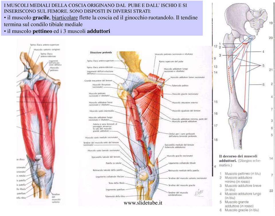 SONO DISPOSTI IN DIVERSI STRATI: il muscolo gracile, biarticolare flette