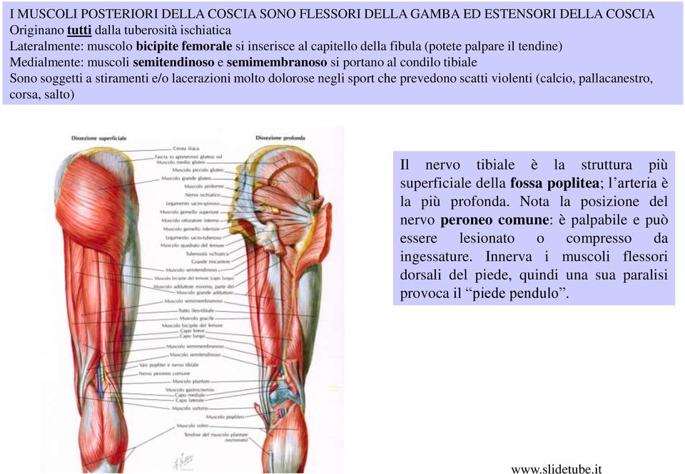 dolorose negli sport che prevedono scatti violenti (calcio, pallacanestro, corsa, salto) Il nervo tibiale è la struttura più superficiale della fossa poplitea; l arteria è la più profonda.