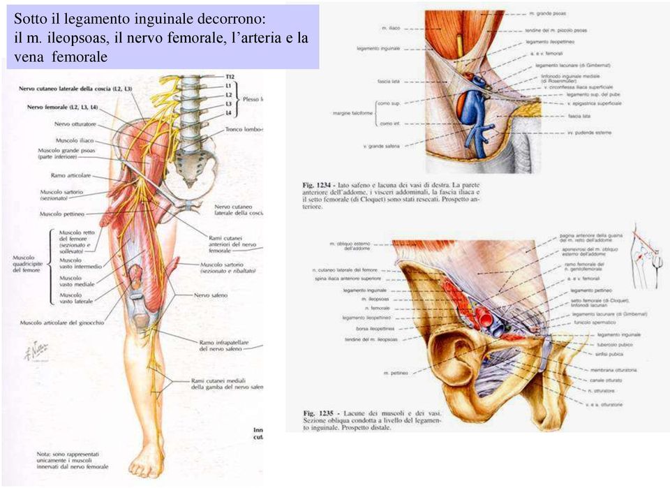 ileopsoas, il nervo