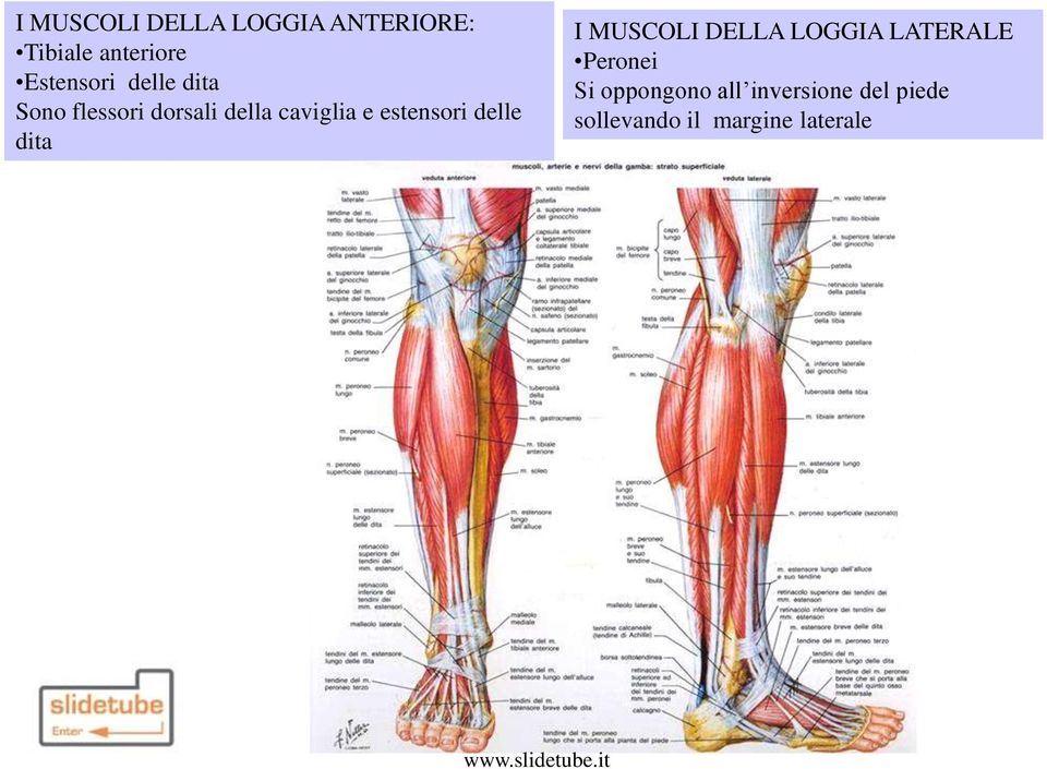 estensori delle dita I MUSCOLI DELLA LOGGIA LATERALE Peronei