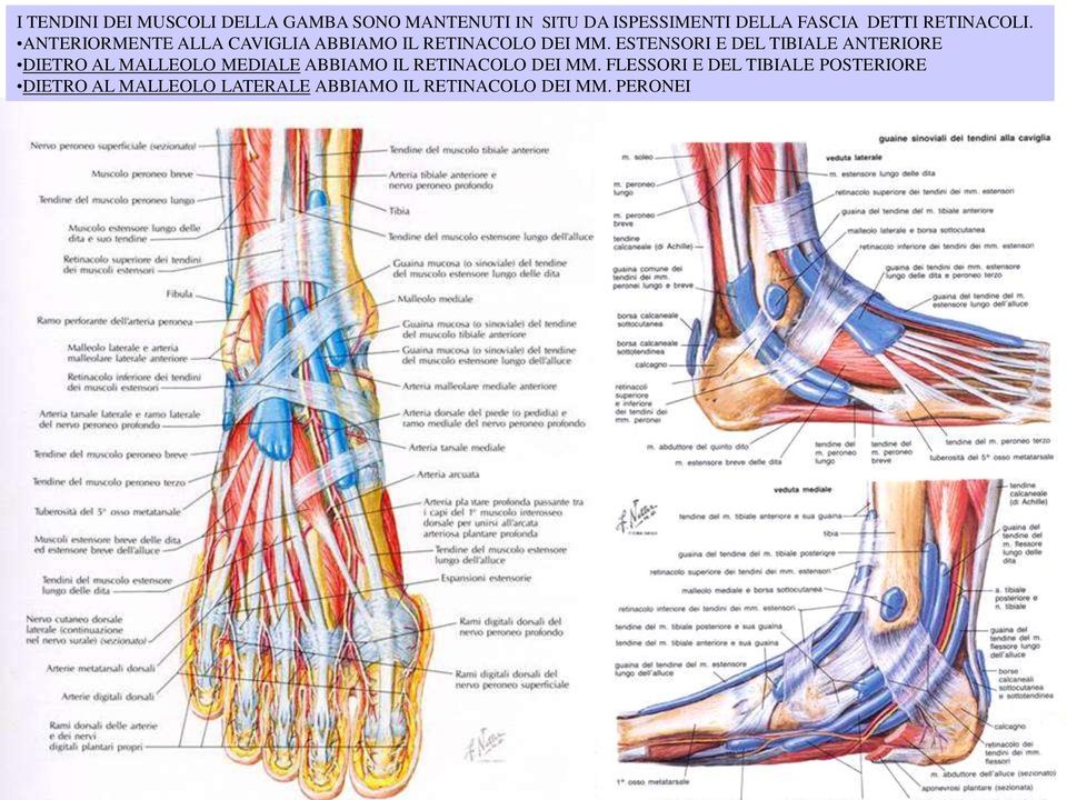ESTENSORI E DEL TIBIALE ANTERIORE DIETRO AL MALLEOLO MEDIALE ABBIAMO IL RETINACOLO DEI