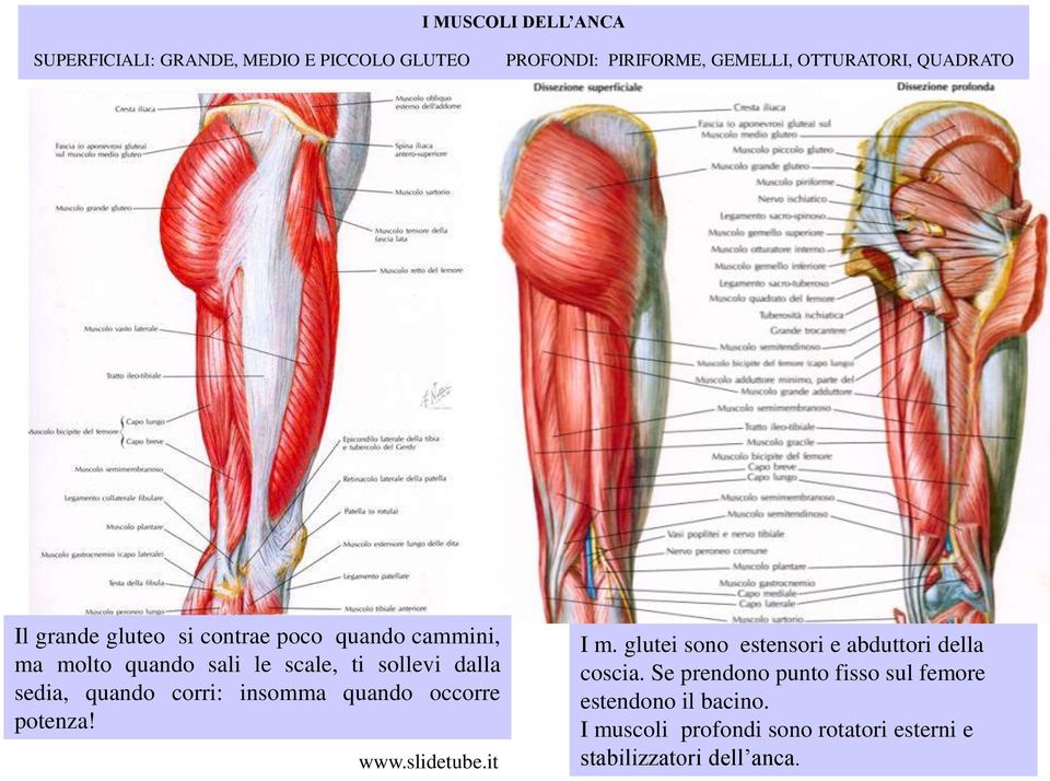 sedia, quando corri: insomma quando occorre potenza! I m. glutei sono estensori e abduttori della coscia.