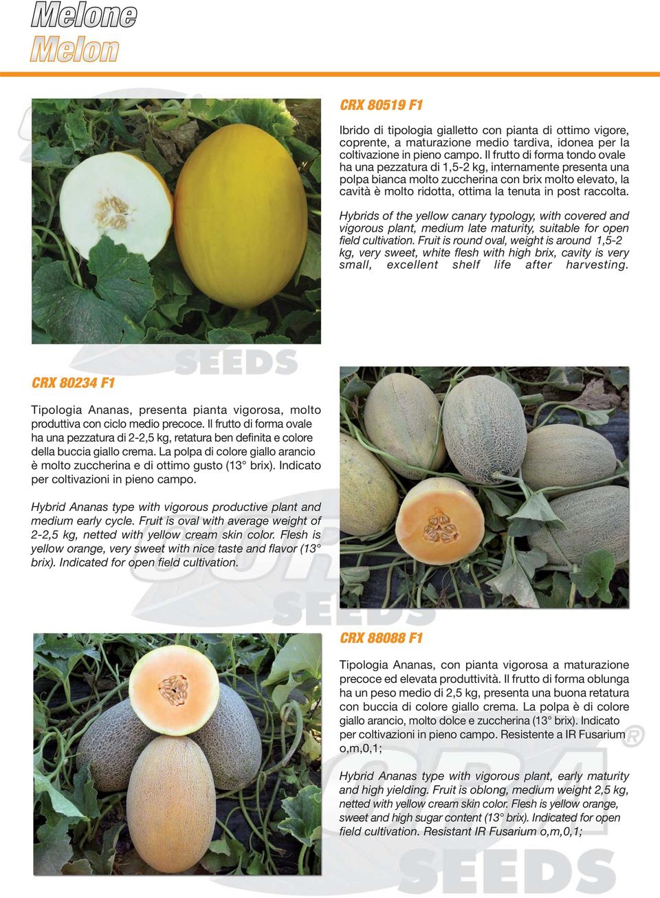 Hybrids of the yellow canary typology, with covered and plant, late maturity, suitable for open field cultivation.