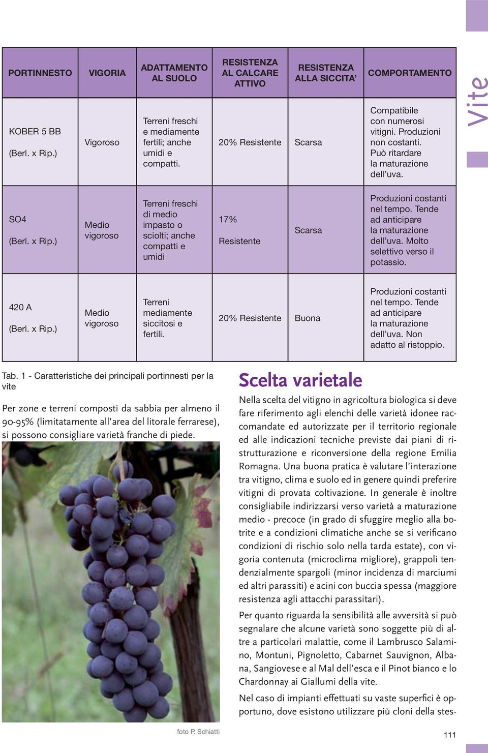 Vite SO4 (Berl. x Rip.) Medio vigoroso Terreni freschi di medio impasto o sciolti; anche compatti e umidi 17% Resistente Scarsa Produzioni costanti nel tempo.