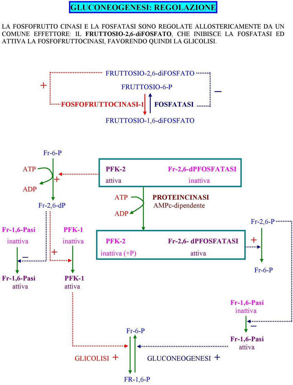 FRUTTOSIO-2,6-diFOSFATO + FRUTTOSIO-6-P _ FOSFOFRUTTOCINASI-1 FOSFATASI FRUTTOSIO-1,6-diFOSFATO Fr-1,6-Pasi Fr-6-P PFK-2 Fr-2,6-dPFOSFATASI + attiva inattiva