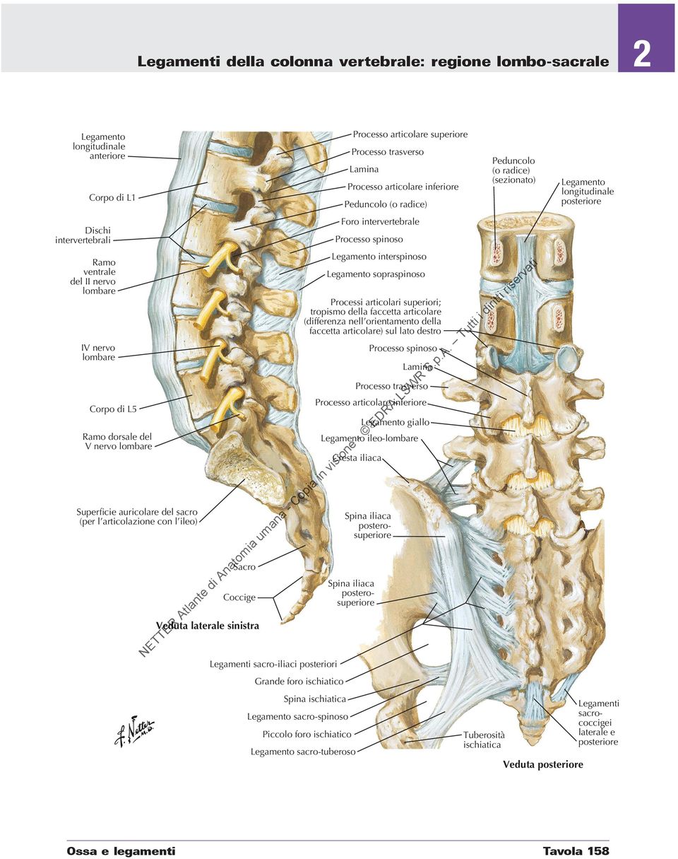 ischiatica Legamento sacro-spinoso Processi articolari superiori; tropismo della faccetta articolare (differenza nell orientamento della faccetta articolare) sul lato destro Spina iliaca