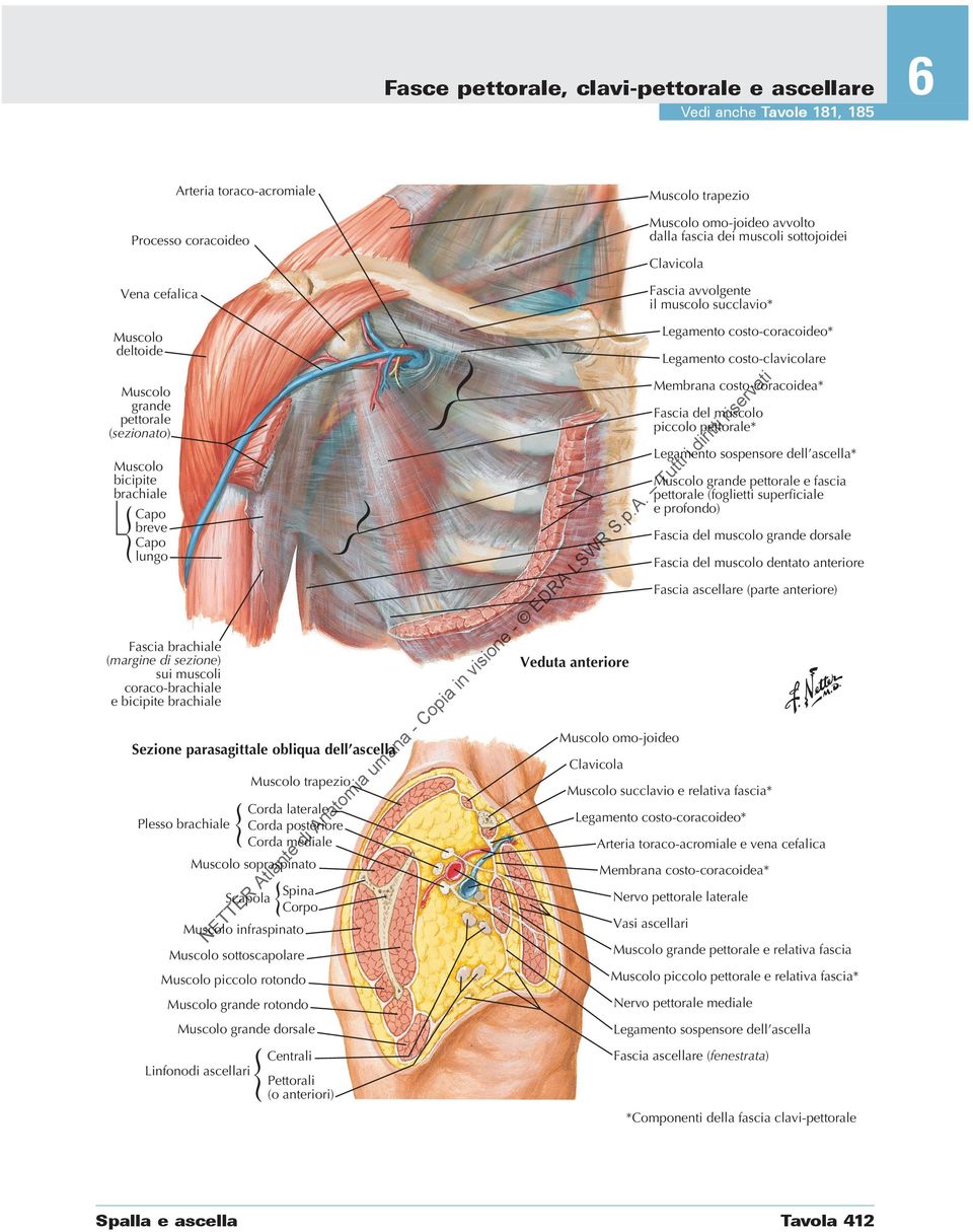 brachiale Sezione parasagittale obliqua dell ascella trapezio Corda laterale Plesso brachiale Corda posteriore Corda mediale sopraspinato Scapola Spina Corpo infraspinato Veduta anteriore omo-joideo