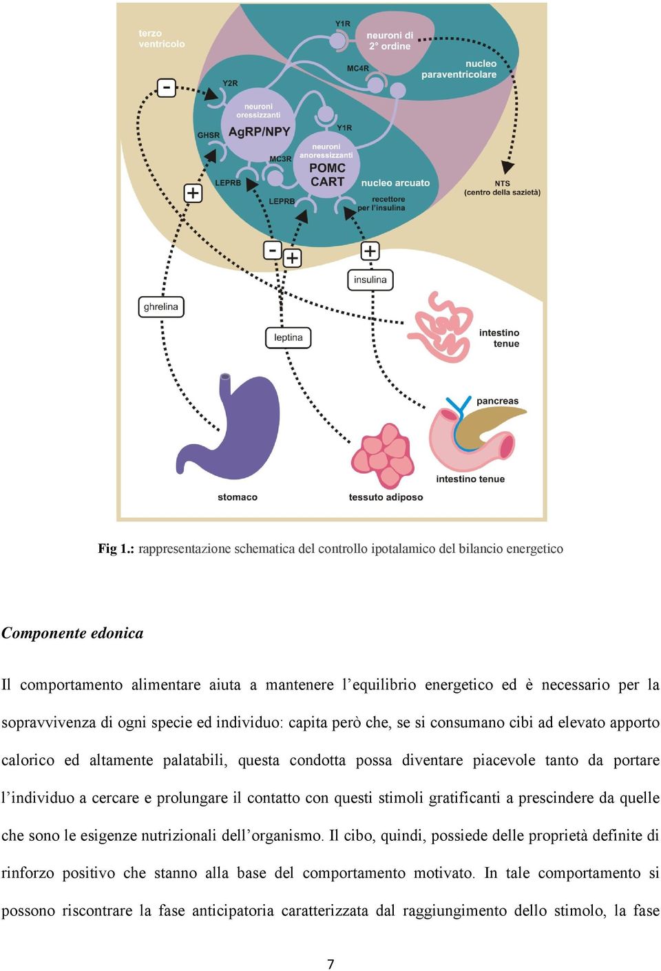 sopravvivenza di ogni specie ed individuo: capita però che, se si consumano cibi ad elevato apporto calorico ed altamente palatabili, questa condotta possa diventare piacevole tanto da portare l