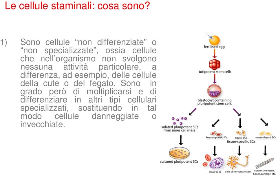 svolgono nessuna attività particolare, a differenza, ad esempio, delle cellule della cute o del