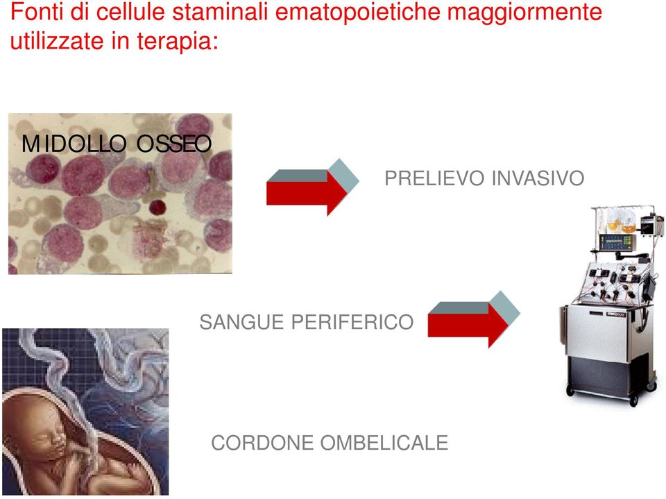 utilizzate in terapia: MIDOLLO OSSEO