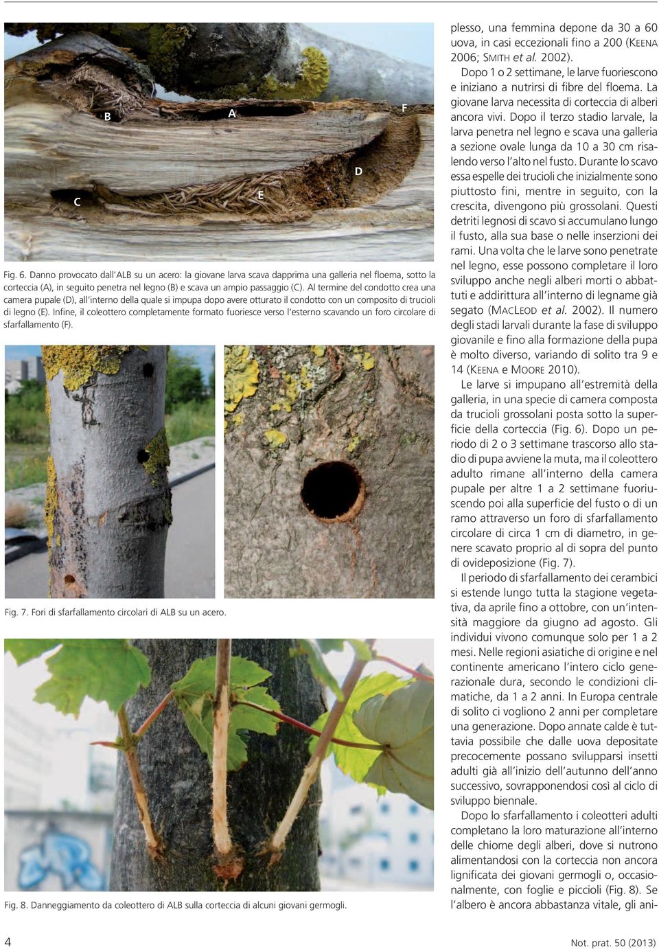 Infine, il coleottero completamente formato fuoriesce verso l esterno scavando un foro circolare di sfarfallamento (F). Fig. 7. Fori di sfarfallamento circolari di ALB su un acero. Fig. 8.