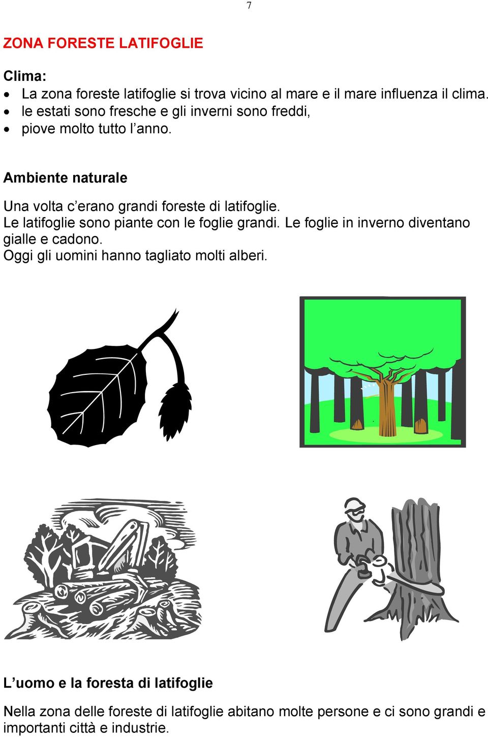 Le latifoglie sono piante con le foglie grandi. Le foglie in inverno diventano gialle e cadono.