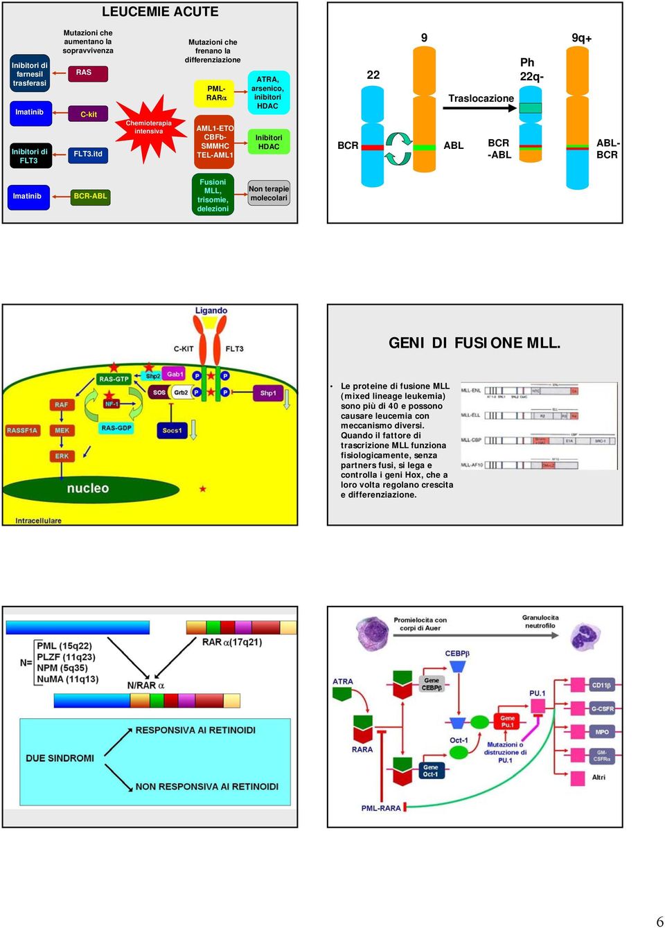 BCR -ABL Ph 22q- 9q+ ABL- BCR Imatinib BCR-ABL Fusioni MLL, trisomie, delezioni Non terapie molecolari GENI DI FUSIONE MLL.