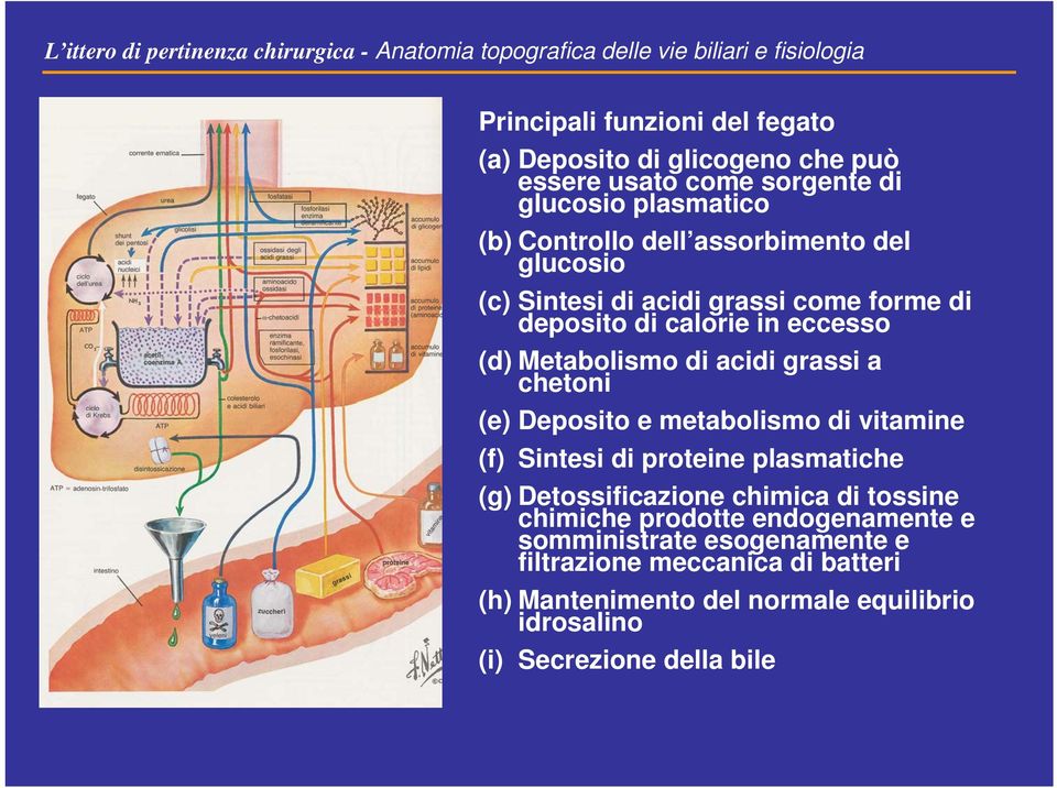 (d) Metabolismo di acidi grassi a chetoni (e) Deposito e metabolismo di vitamine (f) Sintesi di proteine plasmatiche (g) Detossificazione chimica di tossine