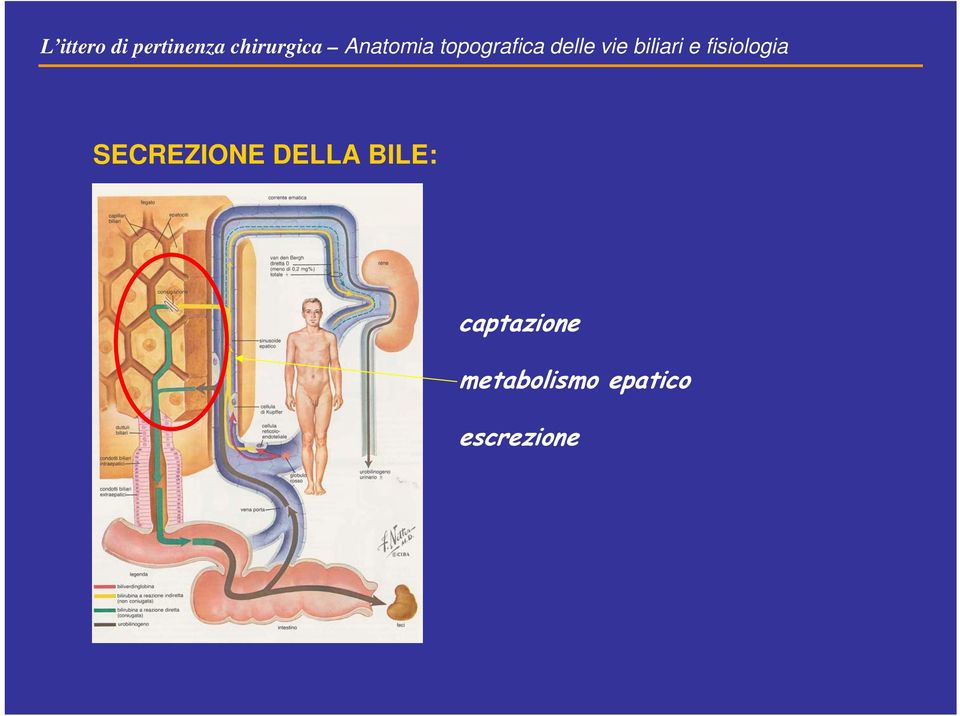 biliari e fisiologia SECREZIONE DELLA