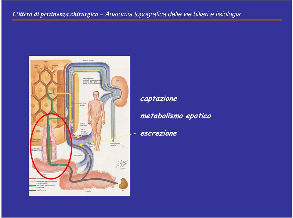 delle vie biliari e fisiologia