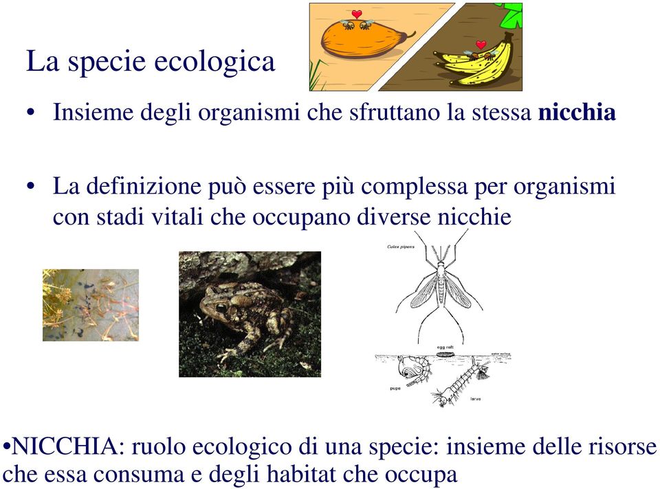 stadi vitali che occupano diverse nicchie NICCHIA: ruolo ecologico di