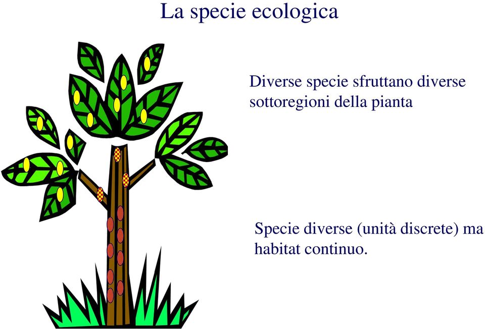 sottoregioni della pianta Specie