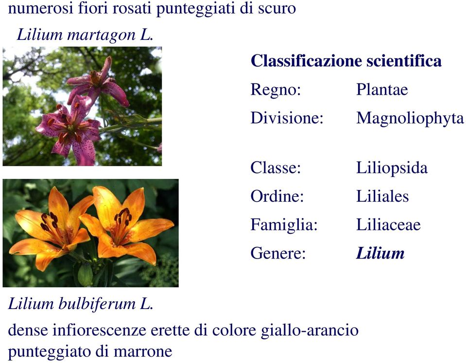 Classe: Ordine: Famiglia: Genere: Liliopsida Liliales Liliaceae Lilium