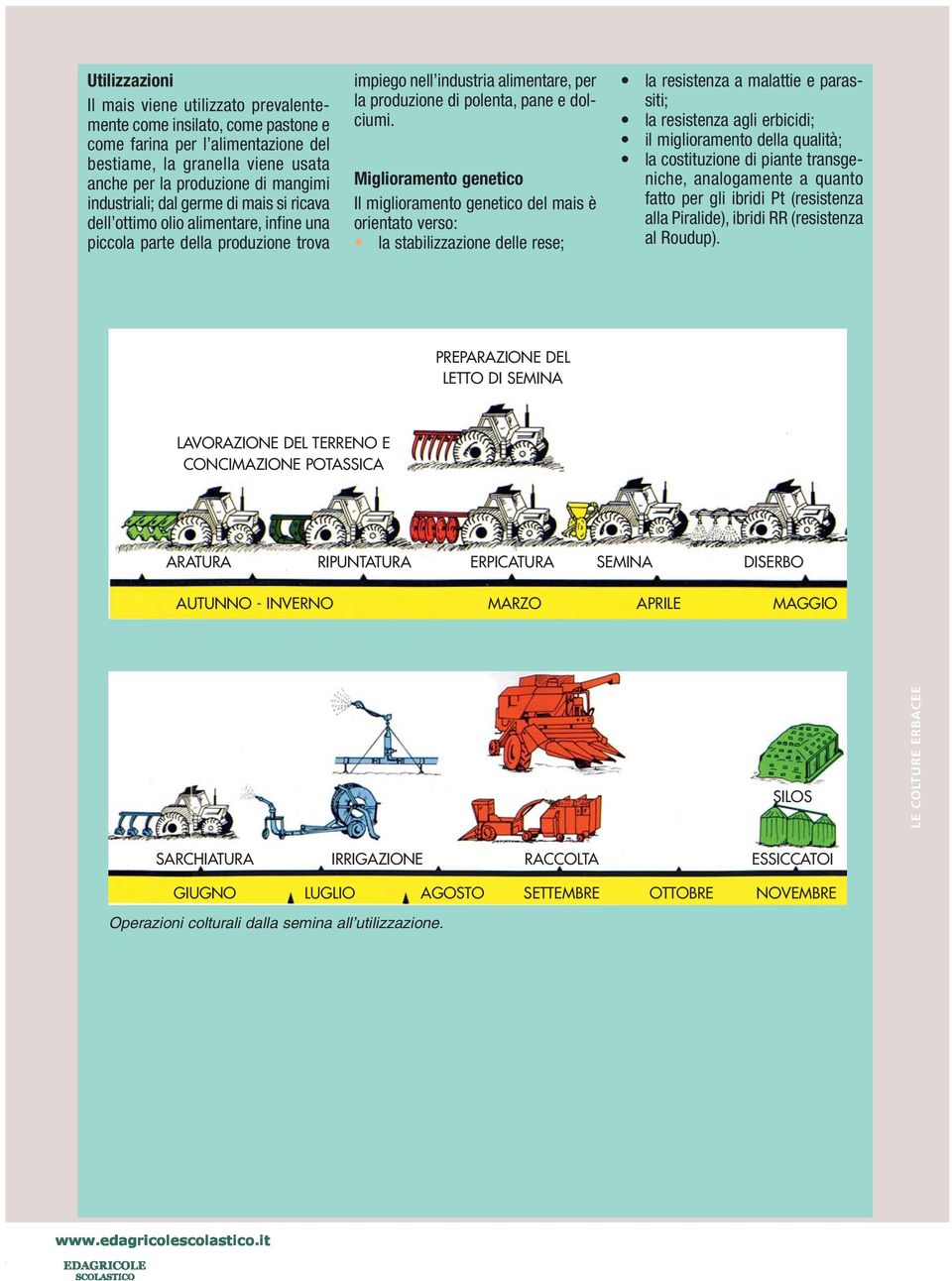 Miglioramento genetico Il miglioramento genetico del mais è orientato verso: la stabilizzazione delle rese; la resistenza a malattie e parassiti; la resistenza agli erbicidi; il miglioramento della