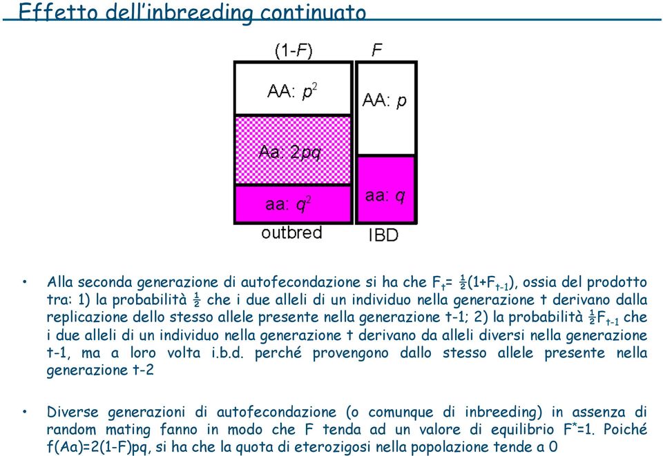 da alleli diversi nella generazione t-1, ma a loro volta i.b.d. perché provengono dallo stesso allele presente nella generazione t-2 Diverse generazioni di autofecondazione (o comunque