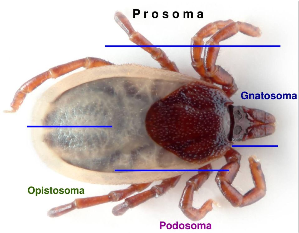 Gnatosoma