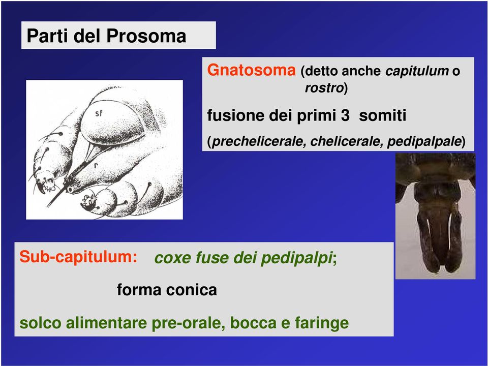 chelicerale, pedipalpale) Sub-capitulum: coxe fuse dei