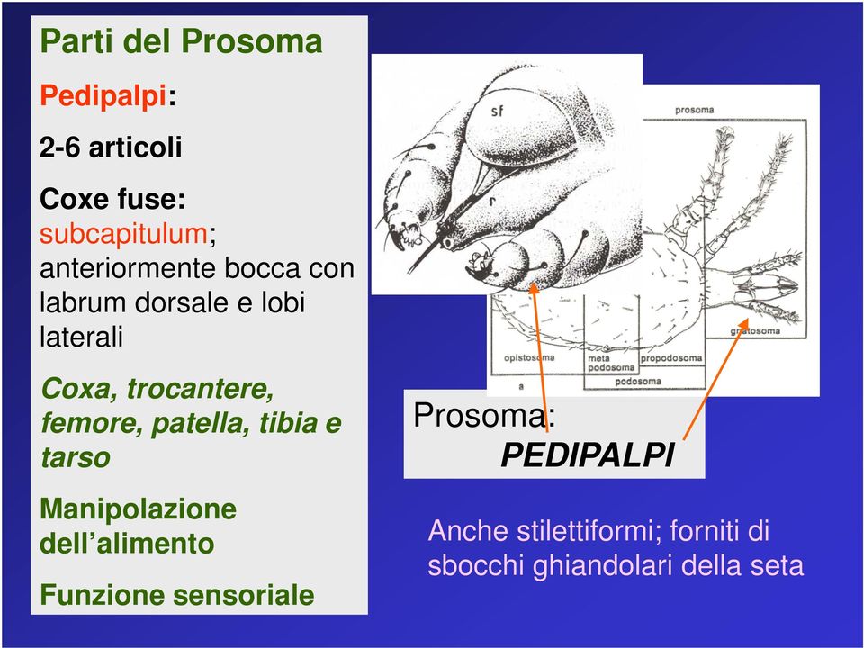 femore, patella, tibia e tarso Manipolazione dell alimento Funzione