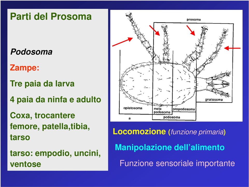 tarso: empodio, uncini, ventose Locomozione (funzione