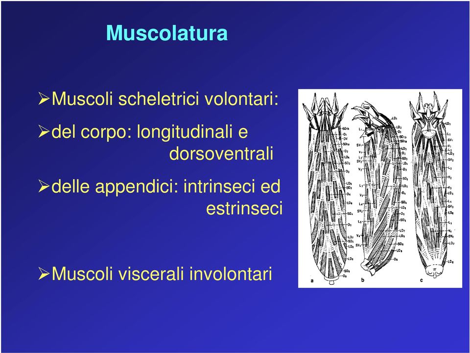 dorsoventrali delle appendici: