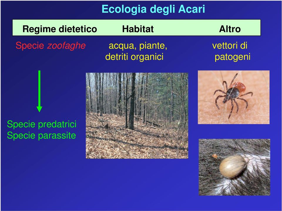 piante, vettori di detriti organici