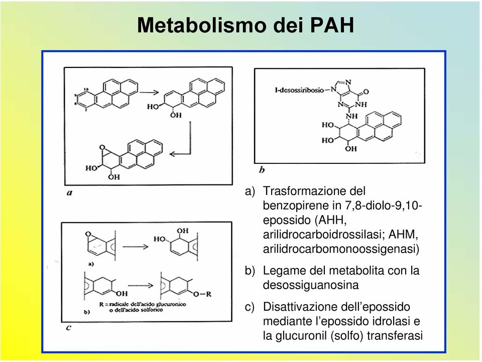 arilidrocarbomonoossigenasi) b) Legame del metabolita con la
