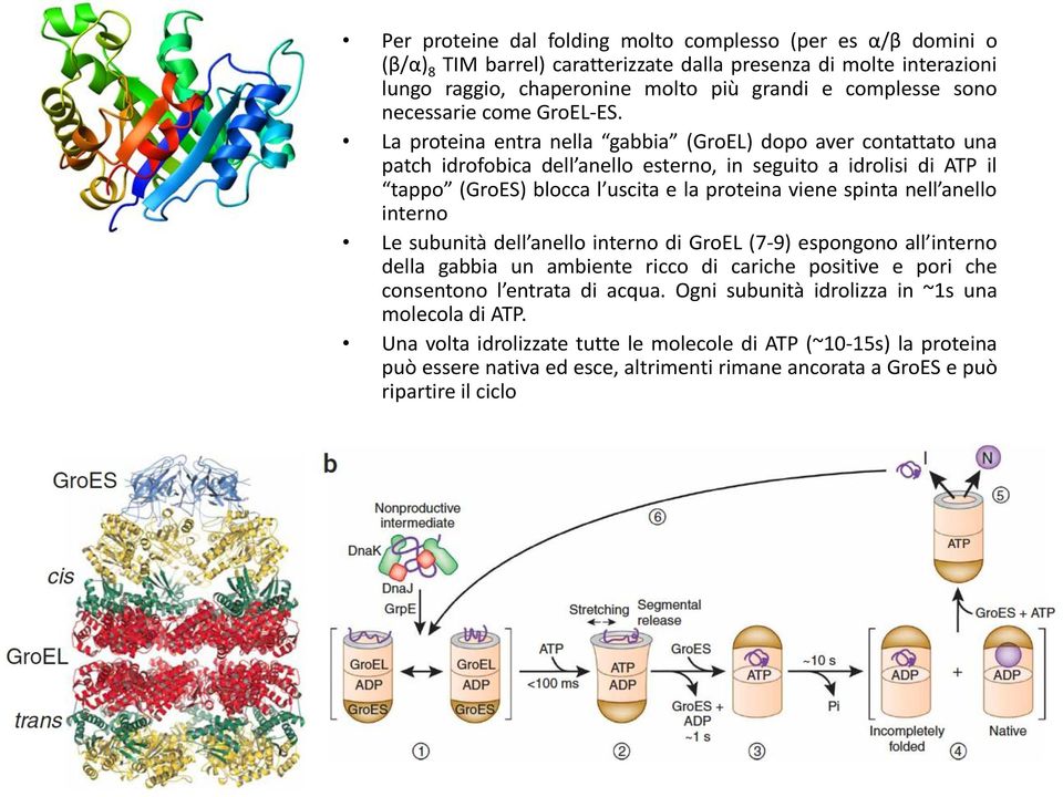 La proteina entra nella gabbia (GroEL) dopo aver contattato una patch idrofobica dell anello esterno, in seguito a idrolisi di ATP il tappo (GroES) blocca l uscita e la proteina viene spinta nell