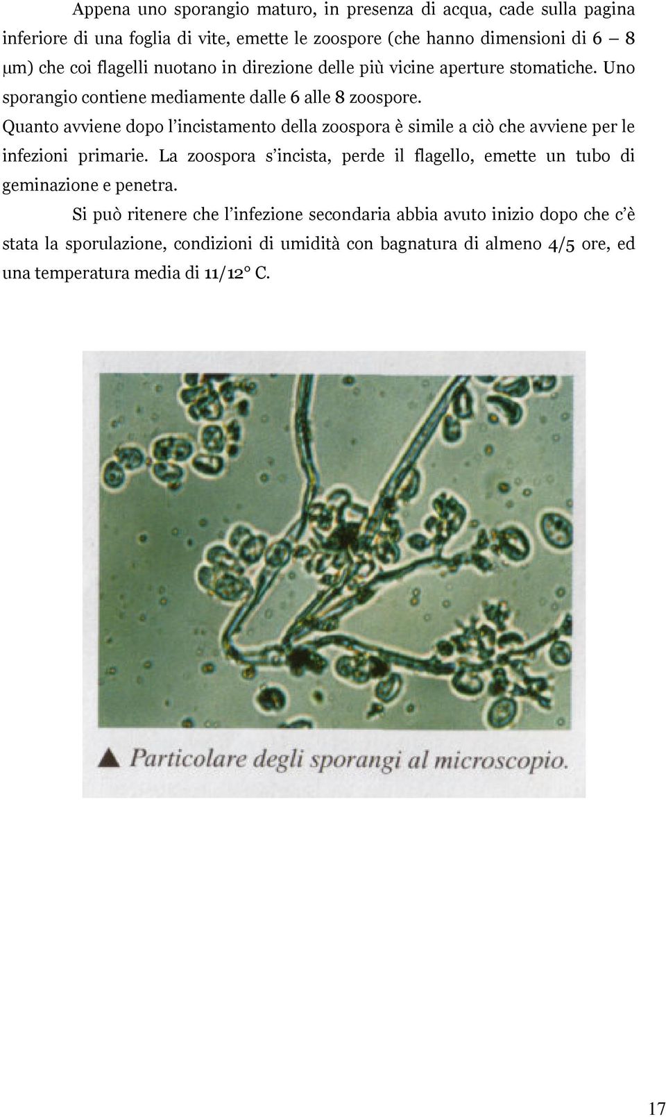 Quanto avviene dopo l incistamento della zoospora è simile a ciò che avviene per le infezioni primarie.