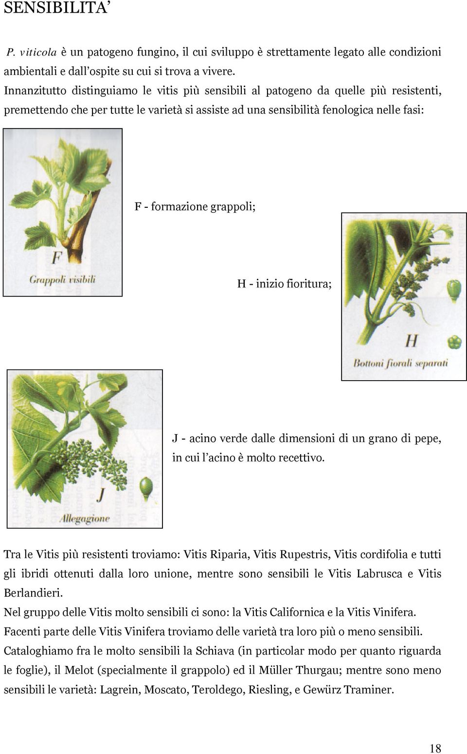 grappoli; H - inizio fioritura; J - acino verde dalle dimensioni di un grano di pepe, in cui l acino è molto recettivo.