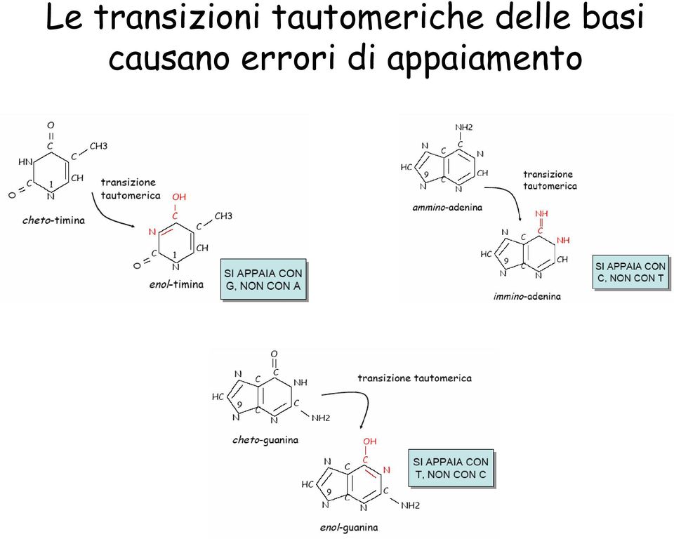 delle basi