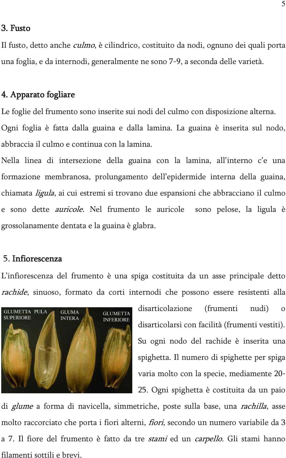 La guaina è inserita sul nodo, abbraccia il culmo e continua con la lamina.