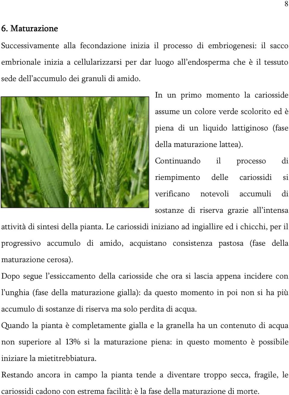 Continuando il processo di riempimento delle cariossidi si verificano notevoli accumuli di sostanze di riserva grazie all intensa attività di sintesi della pianta.