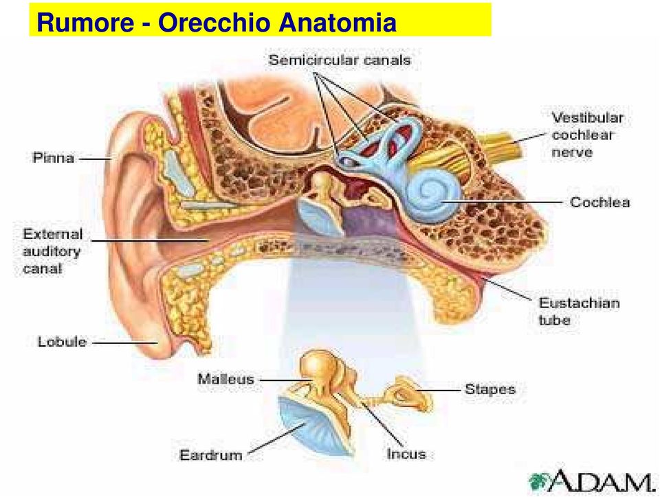 Anatomia